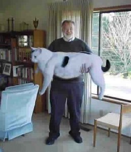 difference between present perfect and past simple A man holding a very large cat.