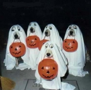 A few dogs each with a pumpkin and dressed to look like ghosts.