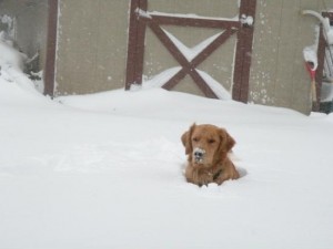A dog is sitting up to its neck in snow.