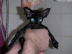 multiple adjectives hyphen A blue-eyed cat has just had a bath.