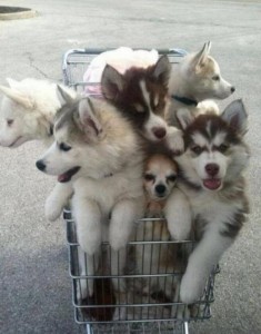 Six four-month old puppies are sitting in a shopping trolley.
