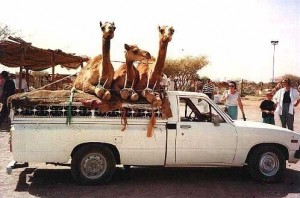 Four camels are sitting in a car.