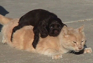A young dog is lying on the back of a cat.
