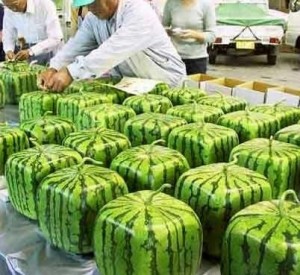 Square green melons being packed in a factory.