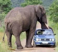 An elephant has put its trunk on top of a car.