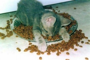 A kitten has fallen asleep while eating its dinner.