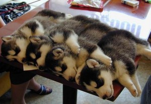 Four dogs sleeping on a table.