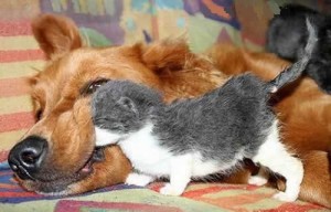 agreeing with a negative statement A young puppy is looking inside an older dog’s mouth.