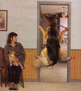 once or one time A dog is being dragged into see the vet. His legs are on the door frame to stop himself from him being dragged.