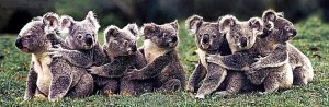 using have or has with plurals A group of koalas is hugging each other.