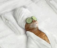 using past simple A cat wearing a bathrobe and with cucumber slices on its eyes.
