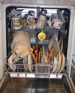 using yet in a sentence A dog is inside a dishwasher licking the dirty dishes. He hasn’t finished yet.